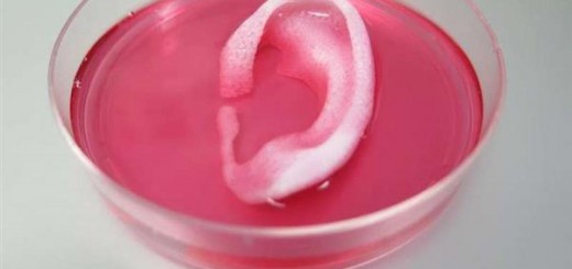 incredible-3d-bioprinter-can-create-transplantable-human-ear-muscles-and-bone-tissues-2