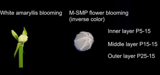 SMP figure 5