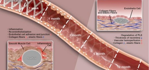 Article_Bio Scaffold_2