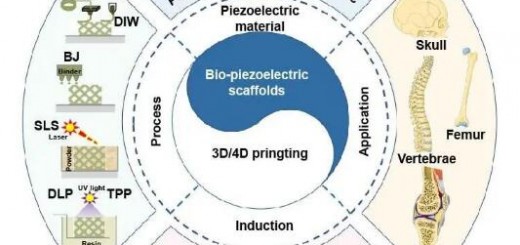 article_bio_bone_1